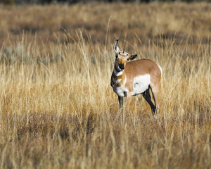 Pronghorn
