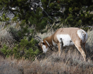 Pronghorn