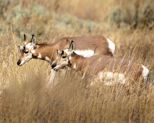 Pronghorn