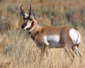 Pronghorn