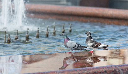 Pigeons near the fountain in summer