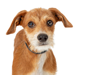 Closeup Small Brown Terrier Dog