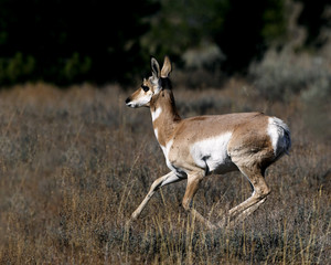 Pronghorn