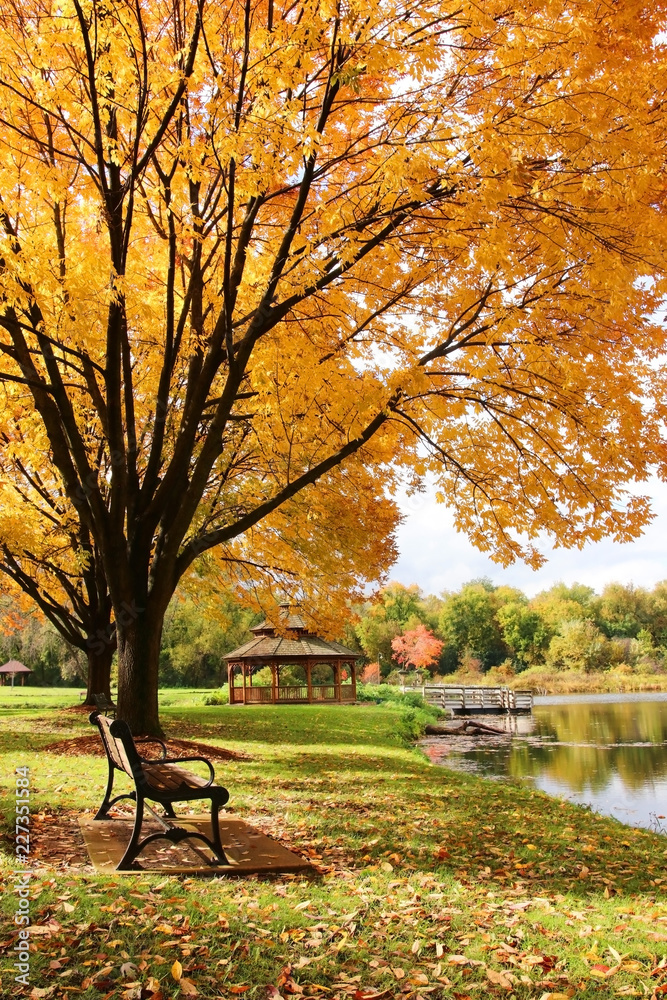 Wall mural midwest nature background with park view. beautiful autumn landscape with colorful trees around the 