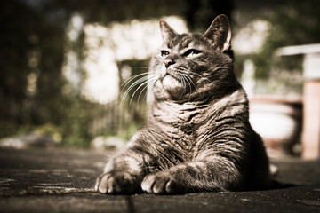 Getiegerte stolze Katze liegt auf Terrasse und schaut wie die Sphinx in Richtung Horizont
