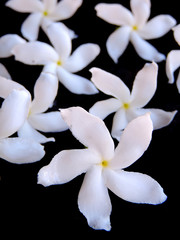 Fototapeta na wymiar Close up of a bunch of fresh plucked white crape jasmine, pinwheel flower