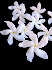Close up of a bunch of fresh plucked white crape jasmine, pinwheel flower