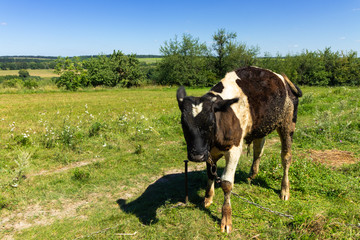 A little cow grazing on a green meadow