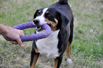 man playing Appenzell cattle dog in a bright ring on the grass