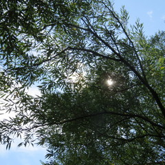 tree in the sky