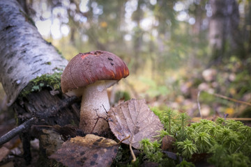 Mushroom in the autumn Forest.