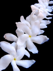 Closeup of isolated bunch of plucked white crape jasmine