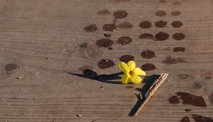 Giallo caduto