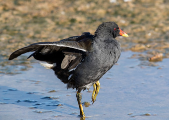 Moorhen