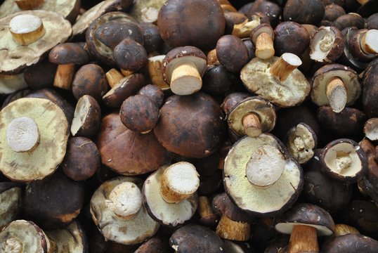 Borowiki Bilder Durchsuchen 1,052 Archivfotos, und