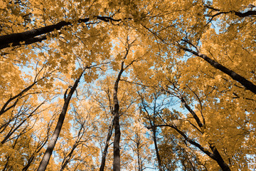 Fototapeta premium autumn tracks in the park with yellow leaves