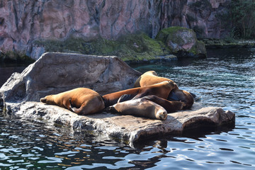 Robben am Fels