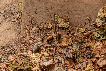 Autumn leaves and acorn. Abstract autumn texture