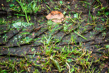 Traces of the tread of transport in the dirt, grass and fallen leaves