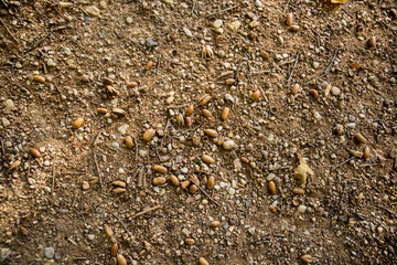 Autumn leaves and acorn. Abstract autumn texture
