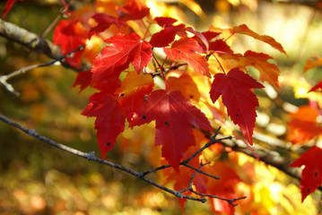 Naklejka na ściany i meble One branch of maple tree in fall with red leaves in Northern Minnesota