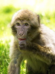 Funny macaque monkey portrait close up in wild life