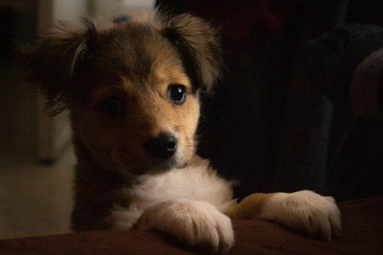 Puppy 