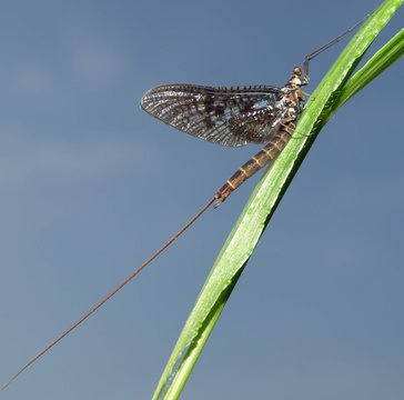 Gro&szlig;e d&auml;nische Eintagsfliege