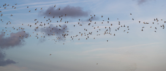 Flock of Oystercatchers