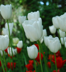 Fototapeta premium white tulips in the garden