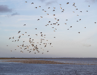 Flock of Oystercatchers
