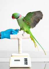 Parrot Bird on Scale at Veterinary Office © adogslifephoto