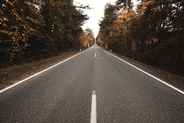 Road in the autumnal forest