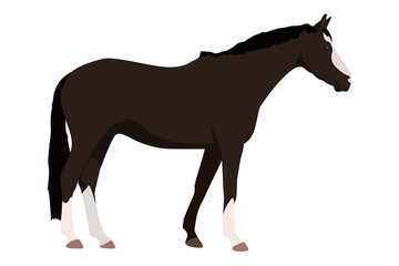 Obraz na płótnie Canvas schwarzes Pferd