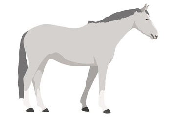 Obraz na płótnie Canvas hellgraues Pferd