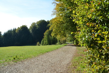 Waldweg mit Lichtung bei Bielefeld