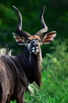 Nyala bull staring straight into the camera, highly focused and alerted. Tragelaphus angasii