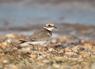 Ringed Plover