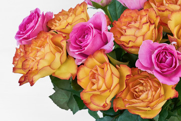 Pink and white roses on white background. Copy space