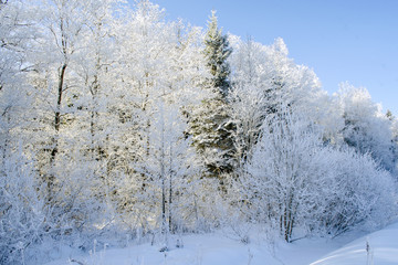 Forest covered with snow in winter