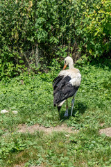 Ein Storch auf einer wundervollen grünen Wiese mit Sträuchern und kleinen Bäumen im Hintergrund
