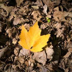 Close-up of yellow maple autumn leaf on ground in forest