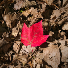 Close-up of red maple autumn leaf on ground in forest