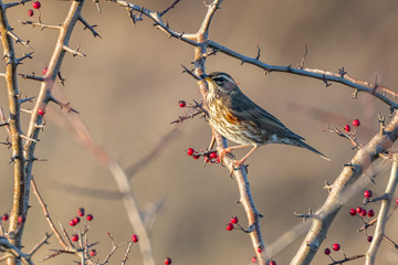 Redwing