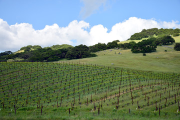 Fototapeta na wymiar Napa Valley vineyards