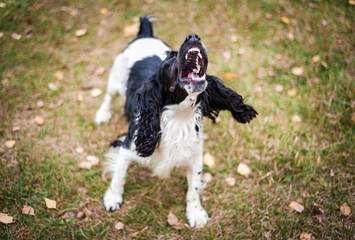 Fototapeta premium Russian spaniel portrait of a dog