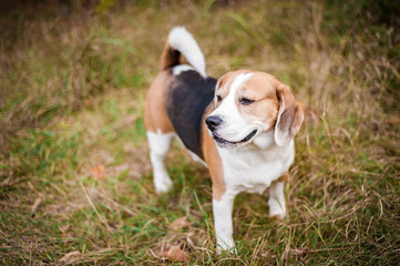 Hound Beagle on a walk in the autumn Park