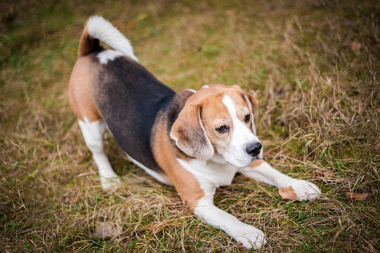 Hound Beagle on a walk in the autumn Park
