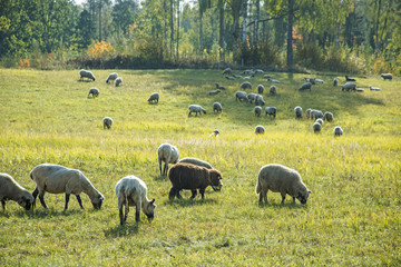 Sheeps of a field. Sunny summer day