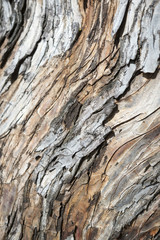 Rough weathered tree trunk natural texture background